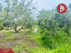 ขายที่ดิน เนื้อที่ 1 ไร่ 3 งาน 30.3 ตร.วา สันป่าตอง เชียงใหม่-202509171139391758083979582.jpg