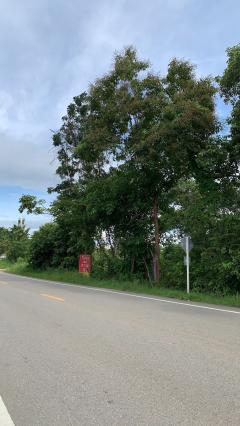 ขายที่ดิน 6-0-10 ไร่ ติดถนนดำ ใกล้ที่ว่าการอำเภอ-โรงพยาบาล ราคาเพียง 2.5 ล้าน-202509171347531758091673940.jpg