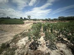 ขาย ที่ดิน ระยอง       บ้านฉาง เนื้อที่ 42 ไร่ 19.8 ตรว-202509171412451758093165721.jpg