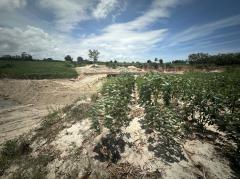 ขาย ที่ดิน ระยอง       บ้านฉาง เนื้อที่ 42 ไร่ 19.8 ตรว-202509171412471758093167386.jpg