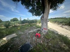 ขาย ที่ดิน ระยอง       บ้านฉาง เนื้อที่ 42 ไร่ 19.8 ตรว-202509171412471758093167953.jpg