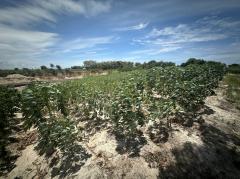 ขาย ที่ดิน ระยอง       บ้านฉาง เนื้อที่ 42 ไร่ 19.8 ตรว-202509171412481758093168487.jpg