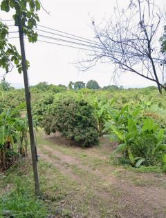 ที่ดินสวนลำไย ใกล้เมืองเชียงใหม่ เพียง 20 กม. (ราคา 1.7 ล้านบาท/ไร่)-202509171437481758094668333.jpg