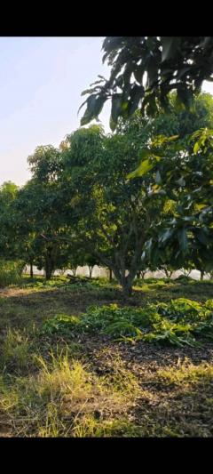 ที่ดินโฉนด 74-2-1.2 ไร่ ติดอ่างเก็บน้ำ ต.แม่ปั๋ง อ.พร้าว เชียงใหม่-202509180325551758140755907.jpg