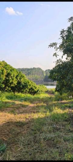 ที่ดินโฉนด 74-2-1.2 ไร่ ติดอ่างเก็บน้ำ ต.แม่ปั๋ง อ.พร้าว เชียงใหม่-202509180326051758140765031.jpg