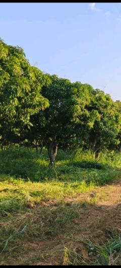 ที่ดินโฉนด 74-2-1.2 ไร่ ติดอ่างเก็บน้ำ ต.แม่ปั๋ง อ.พร้าว เชียงใหม่-202509180326151758140775284.jpg