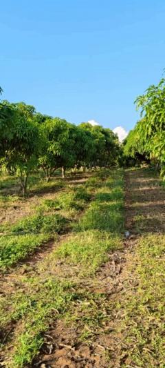 ที่ดินโฉนด 74-2-1.2 ไร่ ติดอ่างเก็บน้ำ ต.แม่ปั๋ง อ.พร้าว เชียงใหม่-202509180326211758140781737.jpg