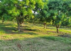 ที่ดินโฉนด 74-2-1.2 ไร่ ติดอ่างเก็บน้ำ ต.แม่ปั๋ง อ.พร้าว เชียงใหม่-202509180326311758140791736.jpg