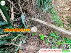 เปิดจอง!! บ้านเดี่ยว(สร้างใหม่) 1ชั้น 3ห้องนอน 2ห้องน้ำทำเลดีใกล้ตัวเมืองอุตรดิตถ์-202509181355521758178552493.jpg