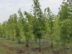 ขายที่ดินทำเลดี แปลงสวย ติดถนน 3 ด้าน พร้อมสวนไผ่ และ สวนป่า พร้อมบ้านพัก เจ้าของขายเอง ตำบลสระกระโจม อำเภอดอนเจดีย์  จังหวัดสุพรรณบุรี -202509181458221758182302410.jpg