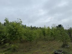 ขายที่ดินทำเลดี แปลงสวย ติดถนน 3 ด้าน พร้อมสวนไผ่ และ สวนป่า พร้อมบ้านพัก เจ้าของขายเอง ตำบลสระกระโจม อำเภอดอนเจดีย์  จังหวัดสุพรรณบุรี -202509181458301758182310035.jpg