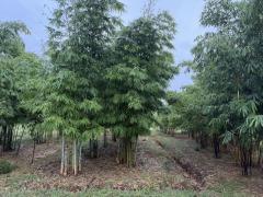 ขายที่ดินทำเลดี แปลงสวย ติดถนน 3 ด้าน พร้อมสวนไผ่ และ สวนป่า พร้อมบ้านพัก เจ้าของขายเอง ตำบลสระกระโจม อำเภอดอนเจดีย์  จังหวัดสุพรรณบุรี -202509181458531758182333650.jpg