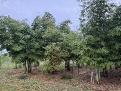 ขายที่ดินทำเลดี แปลงสวย ติดถนน 3 ด้าน พร้อมสวนไผ่ และ สวนป่า พร้อมบ้านพัก เจ้าของขายเอง ตำบลสระกระโจม อำเภอดอนเจดีย์  จังหวัดสุพรรณบุรี -202509181458581758182338398.jpg