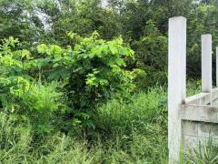 ที่ดินเปล่า 1 ไร่ ต.เมืองปัก อ.ปักธงชัย จ.นครราชสีมา -202509181514431758183283791.jpg