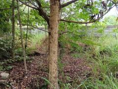 ที่ดินเปล่า 1 ไร่ ต.เมืองปัก อ.ปักธงชัย จ.นครราชสีมา -202509181514441758183284269.jpg