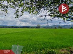 ขายที่ดิน เนื้อที่ 5 ไร่ 1 งาน 2 ตร.วา ทองแสนขัน อุตรดิตถ์-202509191300251758261625413.jpg