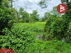 ขายที่ดิน เนื้อที่ 5 ไร่ 3 งาน 8.5 ตร.วา ลำลูกกา ปทุมธานี-202509201557171758358637528.jpg