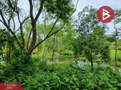 ขายที่ดิน เนื้อที่ 5 ไร่ 3 งาน 8.5 ตร.วา ลำลูกกา ปทุมธานี-202509201557181758358638605.jpg