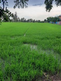 ขายที่ดิน 5ไร่ 97 ตรว.-202509201644101758361450964.jpg