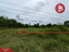 ขายที่ดิน เนื้อที่ 21 ไร่ 1 งาน พรเจริญ บึงกาฬ-202509221439111758526751438.jpg