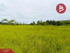 ขายที่ดิน เนื้อที่ 21 ไร่ 1 งาน พรเจริญ บึงกาฬ-202509221439141758526754607.jpg