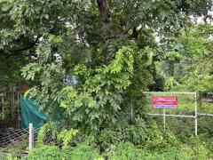 ขายที่ดิน 23 ไร่ ติดถนนเลียบคลองระพีพัฒน์ คลอง 13 หนองเสือ ปทุมธานี 098 7755 808-202509222147051758552425956.jpg