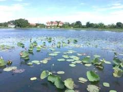 บ้านเดี่ยว หมู่บ้านทรัพย์เจริญ ฉลองกรุง 53 ลาดกระบัง-202509231109401758600580684.jpg