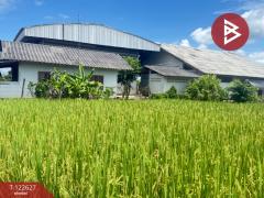 ขายที่ดินที่นา เนื้อที่ 2 ไร่ 3 งาน 94 ตารางวา บ้านยางคราม อ.ดอยหล่อ เชียงใหม่-202509231229401758605380689.jpg