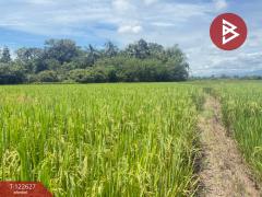 ขายที่ดินที่นา เนื้อที่ 2 ไร่ 3 งาน 94 ตารางวา บ้านยางคราม อ.ดอยหล่อ เชียงใหม่-202509231229411758605381740.jpg