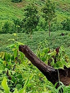 ขายที่ดิน200ไร่เป็นเนินเขาหลายเนินเหมือนทางภาคเหนือ เหมาะสร้างโรงแรม รีสอร์ต ศูนย์ปฎิบัติธรรม ปลูกสวนทุเรียน ขายเพียงไร่ละ9.5หมื่น ย่านนี้ขายกันไร่ละ1.2แสนขี้นทั้งนั้น เอกสารสิทธ์นส.3ก.ครุฑเขียวเทียบเท่าโฉนด ตัดสินใจช้าไม่ทันน่ะครับ-202509240638231758670703881.jpeg