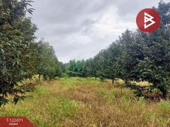 ขายที่ดิน เนื้อที่ 7 ไร่ 1 งาน 76 ตร.วา เขาคิชฌกูฏ จันทบุรี-202509241004111758683051343.jpg