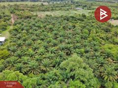 ขายที่ดิน เนื้อที่ 10 ไร่ 2 งาน 5 ตร.วา เนินหอม ปราจีนบุรี-202509241533221758702802442.jpg