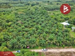 ขายที่ดิน เนื้อที่ 10 ไร่ 2 งาน 5 ตร.วา เนินหอม ปราจีนบุรี-202509241533221758702802989.jpg