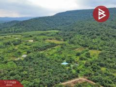 ขายที่ดิน เนื้อที่ 10 ไร่ 2 งาน 5 ตร.วา เนินหอม ปราจีนบุรี-202509241533241758702804069.jpg