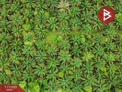 ขายที่ดิน เนื้อที่ 10 ไร่ 2 งาน 5 ตร.วา เนินหอม ปราจีนบุรี-202509241533241758702804610.jpg