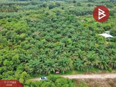 ขายที่ดิน เนื้อที่ 10 ไร่ 2 งาน 5 ตร.วา เนินหอม ปราจีนบุรี-202509241533251758702805713.jpg