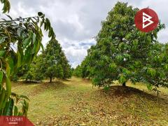 ขายที่ดินพร้อมสวนผลไม้ เนื้อที่ 2 ไร่ 1 งาน ท่าใหม่ จันทบุรี-202509241738181758710298345.jpg