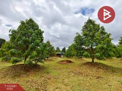 ขายที่ดินพร้อมสวนผลไม้ เนื้อที่ 2 ไร่ 1 งาน ท่าใหม่ จันทบุรี-202509241738201758710300978.jpg