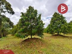 ขายที่ดินพร้อมสวนผลไม้ เนื้อที่ 2 ไร่ 1 งาน ท่าใหม่ จันทบุรี-202509241738221758710302081.jpg