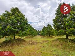 ขายที่ดินพร้อมสวนผลไม้ เนื้อที่ 2 ไร่ 1 งาน ท่าใหม่ จันทบุรี-202509241738231758710303681.jpg