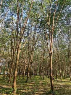 ขายที่สวนยางยกแปลง โฉนดครุฑแดง 5 ไร่ 30 ตารางวา ประจวบคีรีขันธ์