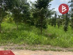 ขายที่ดินเปล่า เนื้อที่ 1 ไร่ 3 งาน สีคิ้ว นครราชสีมา-202509251022361758770556994.jpg