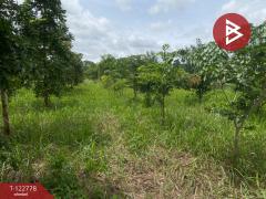 ขายที่ดินเปล่า เนื้อที่ 1 ไร่ 3 งาน สีคิ้ว นครราชสีมา-202509251022381758770558054.jpg