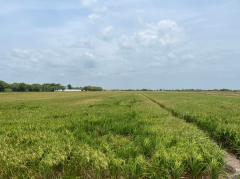 ขายที่ดินเปล่า ย่านคลองอุดมชลจร ( สีม่วง) ขนาด 20 ไร่ 87.4ตารางวา ใกล้ตลาดปองพล เพียง 7 กิโลเมตร อำเภอเมืองฉะเชิงเทรา จังหวัดฉะเชิงเทรา-202509251358081758783488416.jpg