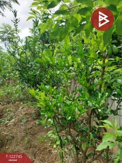 ขายที่ดินแปลงสวย เนื้อที่ 383 ตารางวา ต.หาดกรวด อุตรดิตถ์-202509251413511758784431407.jpg