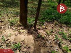 ขายที่ดิน สวนยาง เนื้อที่ 4 ไร่ 2 งาน 83 ตร.วา แสลง จันทบุรี-202509260935361758854136080.jpg