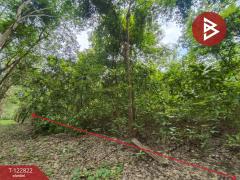 ขายที่ดินเปล่า เนื้อที่ 3 ไร่ 1 งาน 68 ตารางวา ติดถนนใหญ่ 4 เลน (เส้นพังโคน–บึงกาฬ) ศรีวิไล บึงกาฬ-202509261046141758858374613.jpg