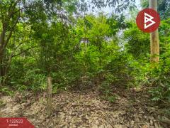 ขายที่ดินเปล่า เนื้อที่ 3 ไร่ 1 งาน 68 ตารางวา ติดถนนใหญ่ 4 เลน (เส้นพังโคน–บึงกาฬ) ศรีวิไล บึงกาฬ-202509261046161758858376260.jpg