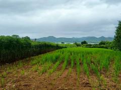 ขายที่ดินเปล่า เนื้อที่ 3-1-51.2 ไร่ ใกล้เขื่อนศรีสวัสดิ์ จ.กาญจนบุรี-202509261247151758865635687.jpg