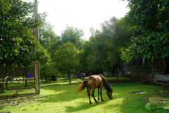 ขายบ้านเดี่ยว 2 ชั้น ต.กะเฉด อ.เมือง จ.ระยอง เป็นไม้สักทองทั้งหลัง-202509271103331758945813057.jpg